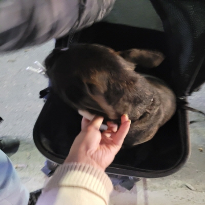 누리동물병원_426333202300125