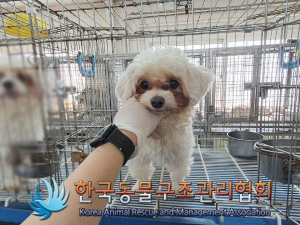 한국동물구조관리협회_441560202300365