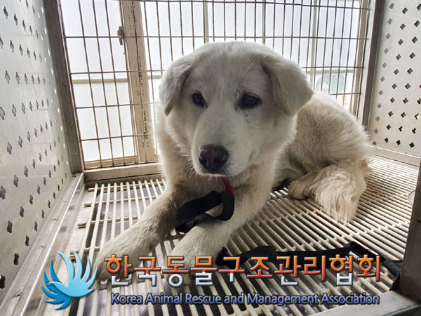 한국동물구조관리협회_441382202300271