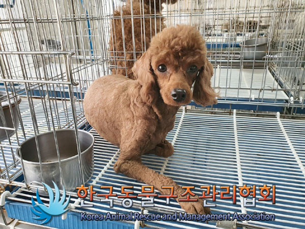 한국동물구조관리협회_411306202300285