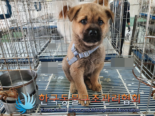 한국동물구조관리협회_411318202300192