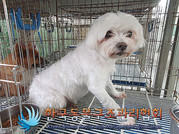 한국동물구조관리협회_411311202300287