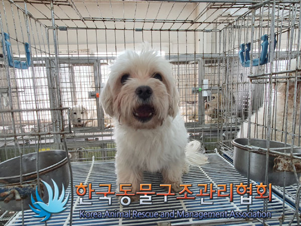 한국동물구조관리협회_441560202300368