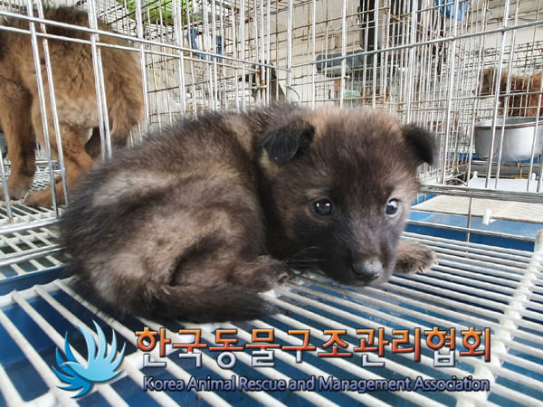 한국동물구조관리협회_441559202300336