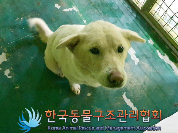한국동물구조관리협회_441414202300277