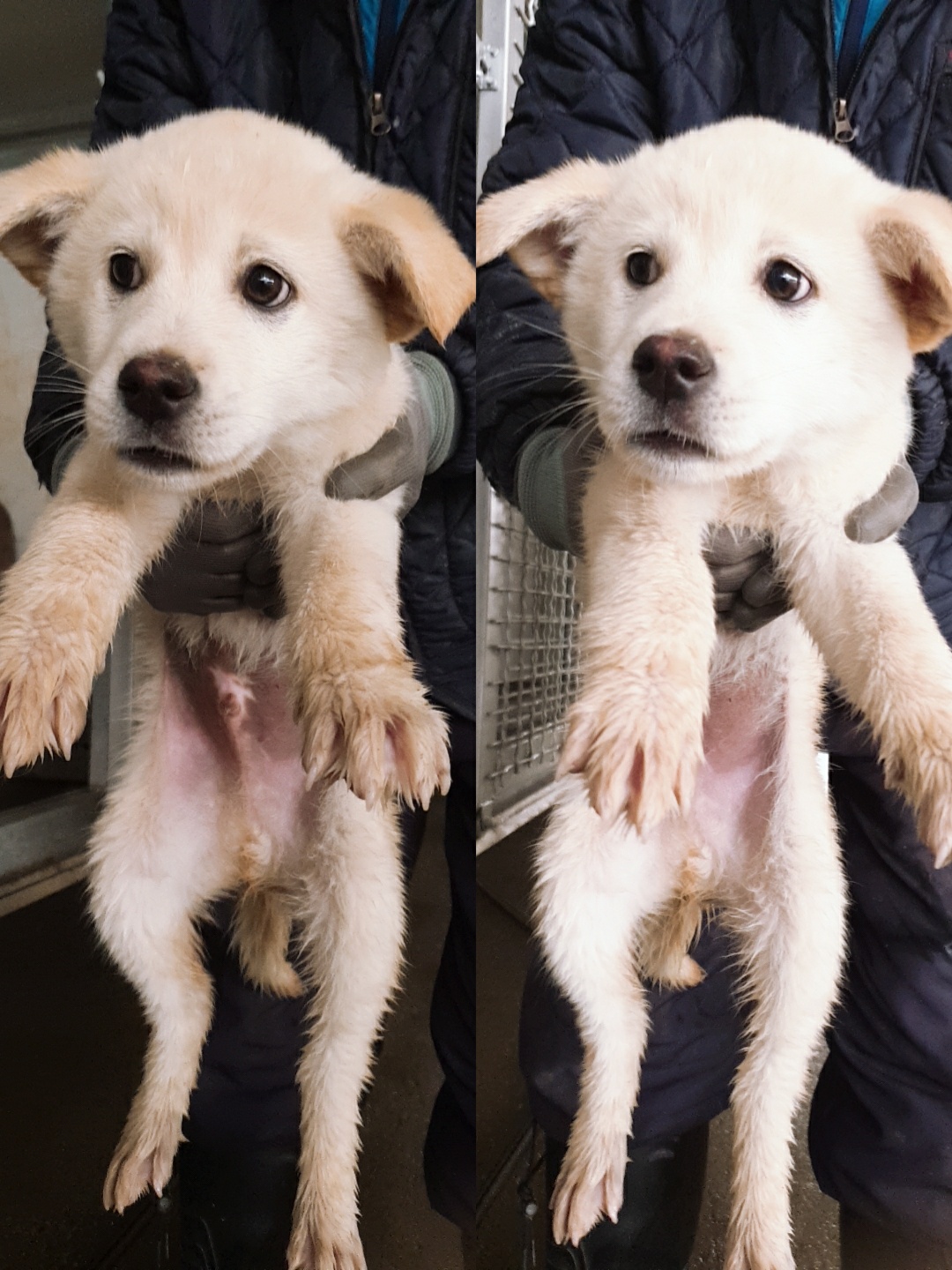 남양동물보호센터_441553202301225
