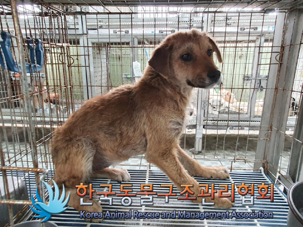 한국동물구조관리협회_441560202300363