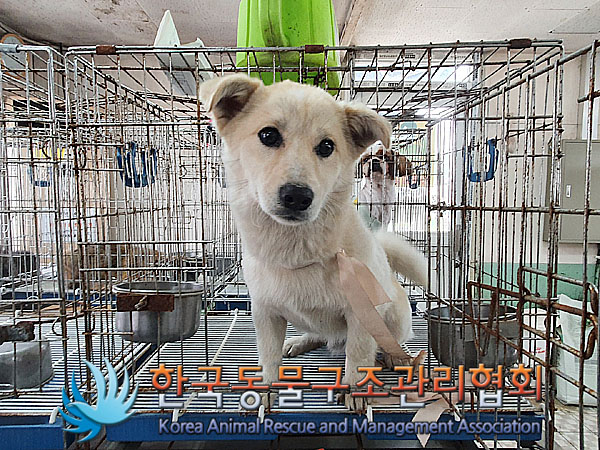 한국동물구조관리협회_441409202300573