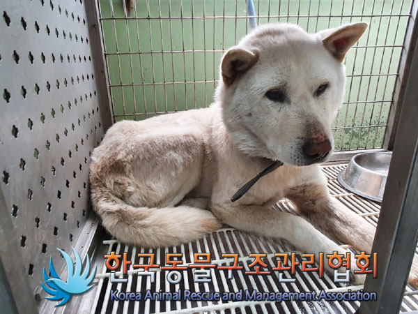한국동물구조관리협회_411324202300212
