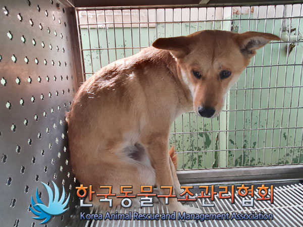 한국동물구조관리협회_441382202300272