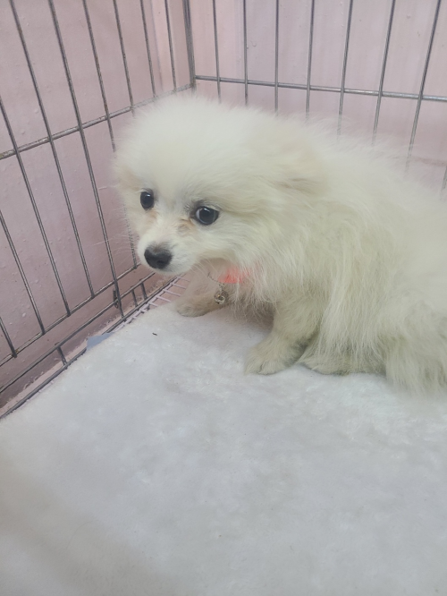 유기동물및관리협회_448535202300535