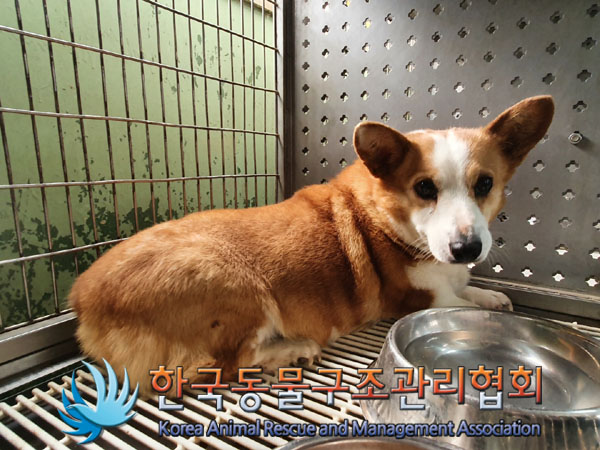 한국동물구조관리협회_441382202300273