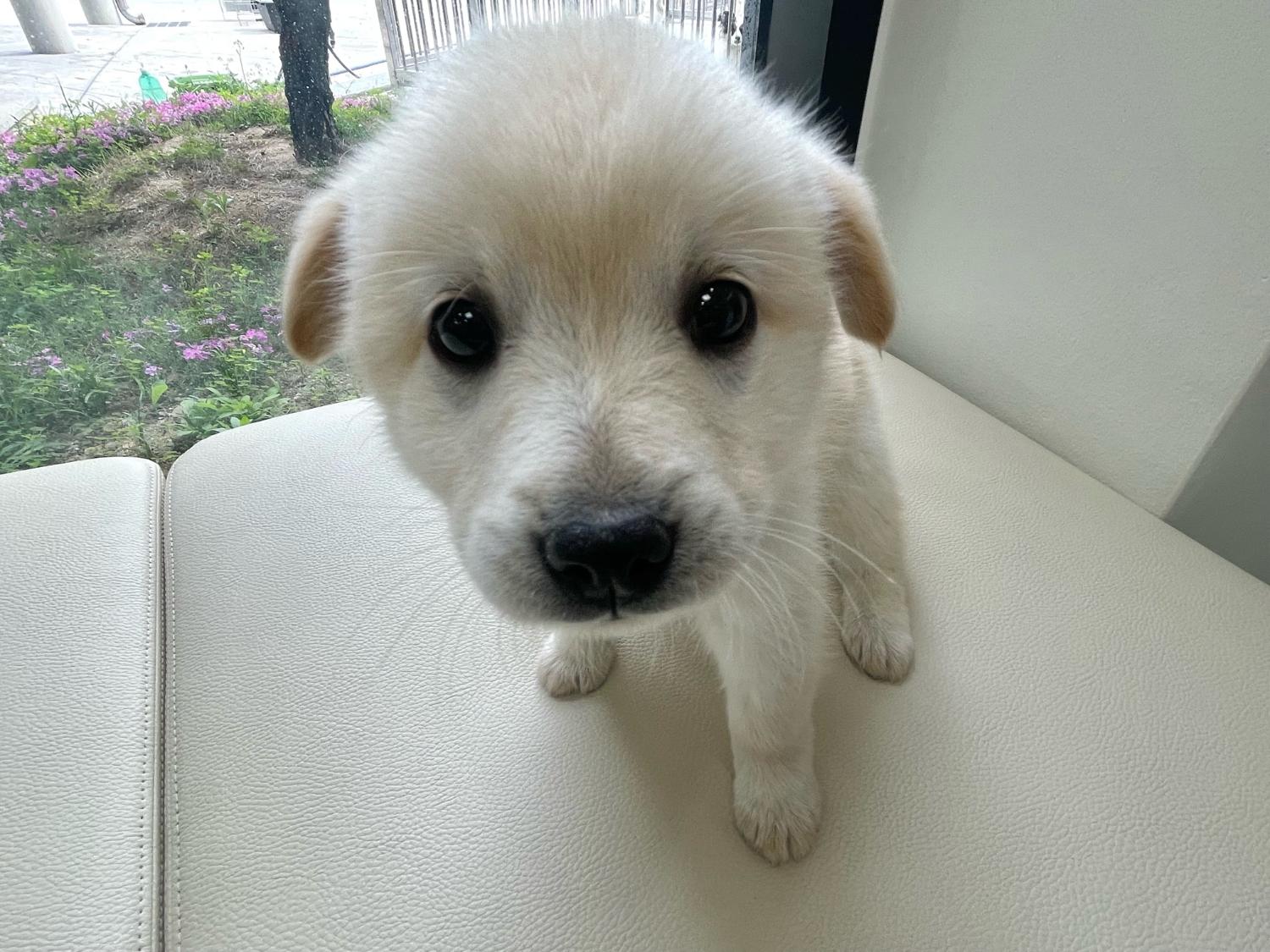 경주동물사랑보호센터_447505202300362