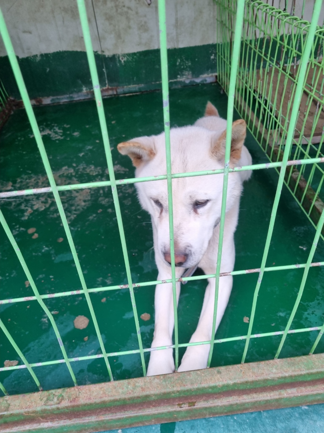 밀양시동물보호센터_448536202300840