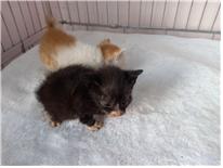 (사)유기동물및동물보호관리협회_426339202300060