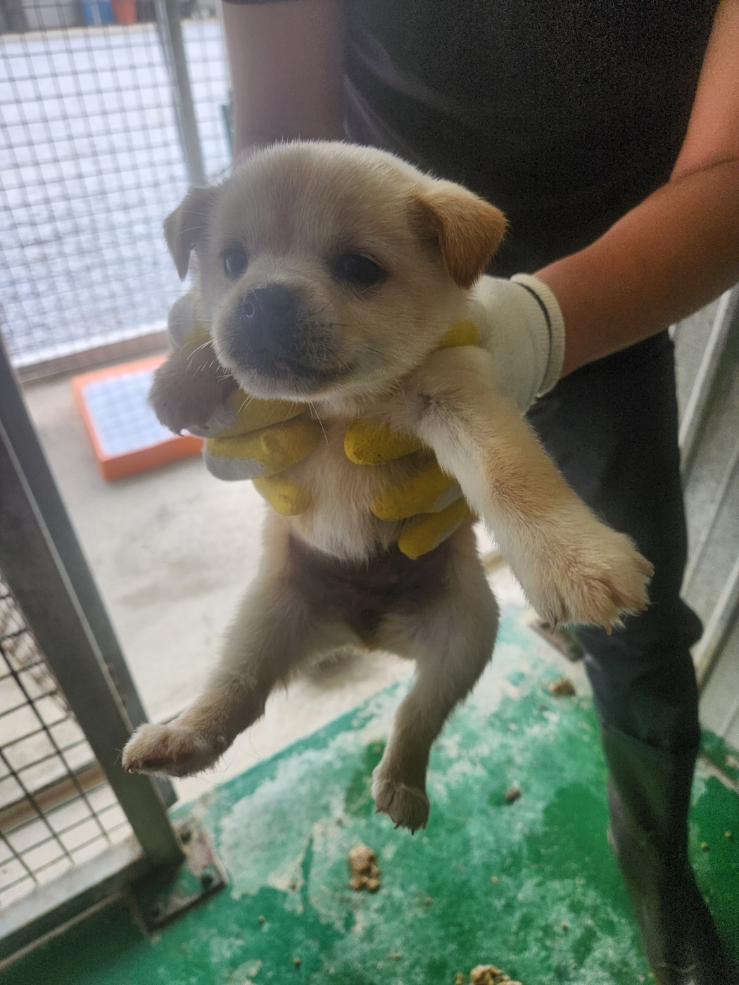 예천군유기동물보호소_447523202300341