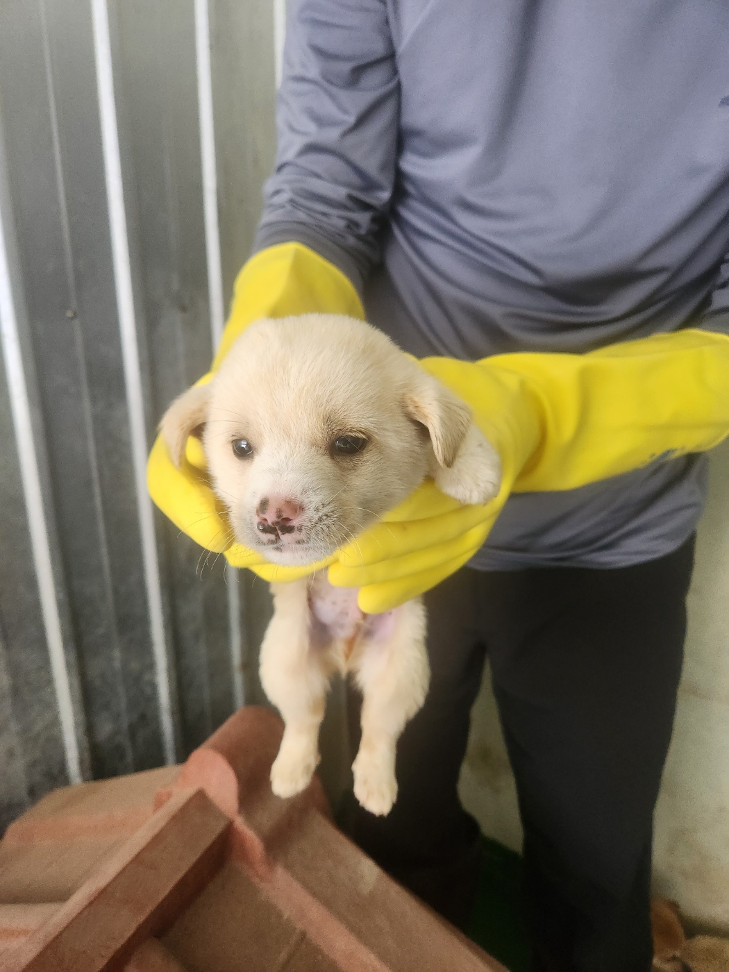 예천군유기동물보호소_447523202300340