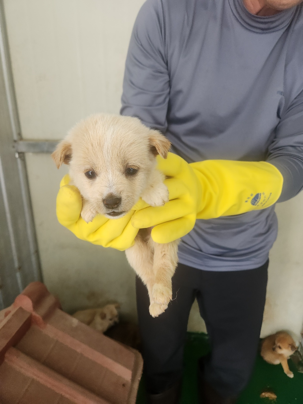 예천군유기동물보호소_447523202300337