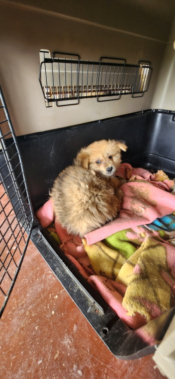 익산유기동물보호소_445468202300842