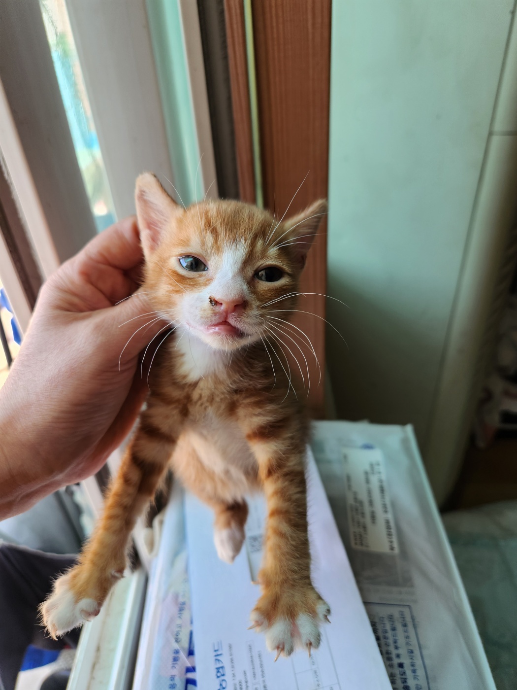 거제시유기동물보호소_448537202300390