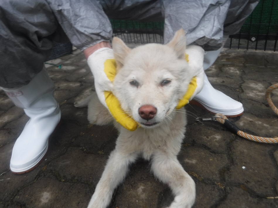 제주 동물보호센터_450650202301337