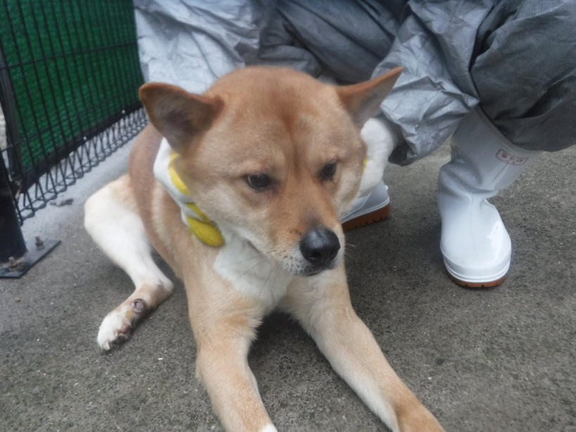 제주 동물보호센터_450650202301342