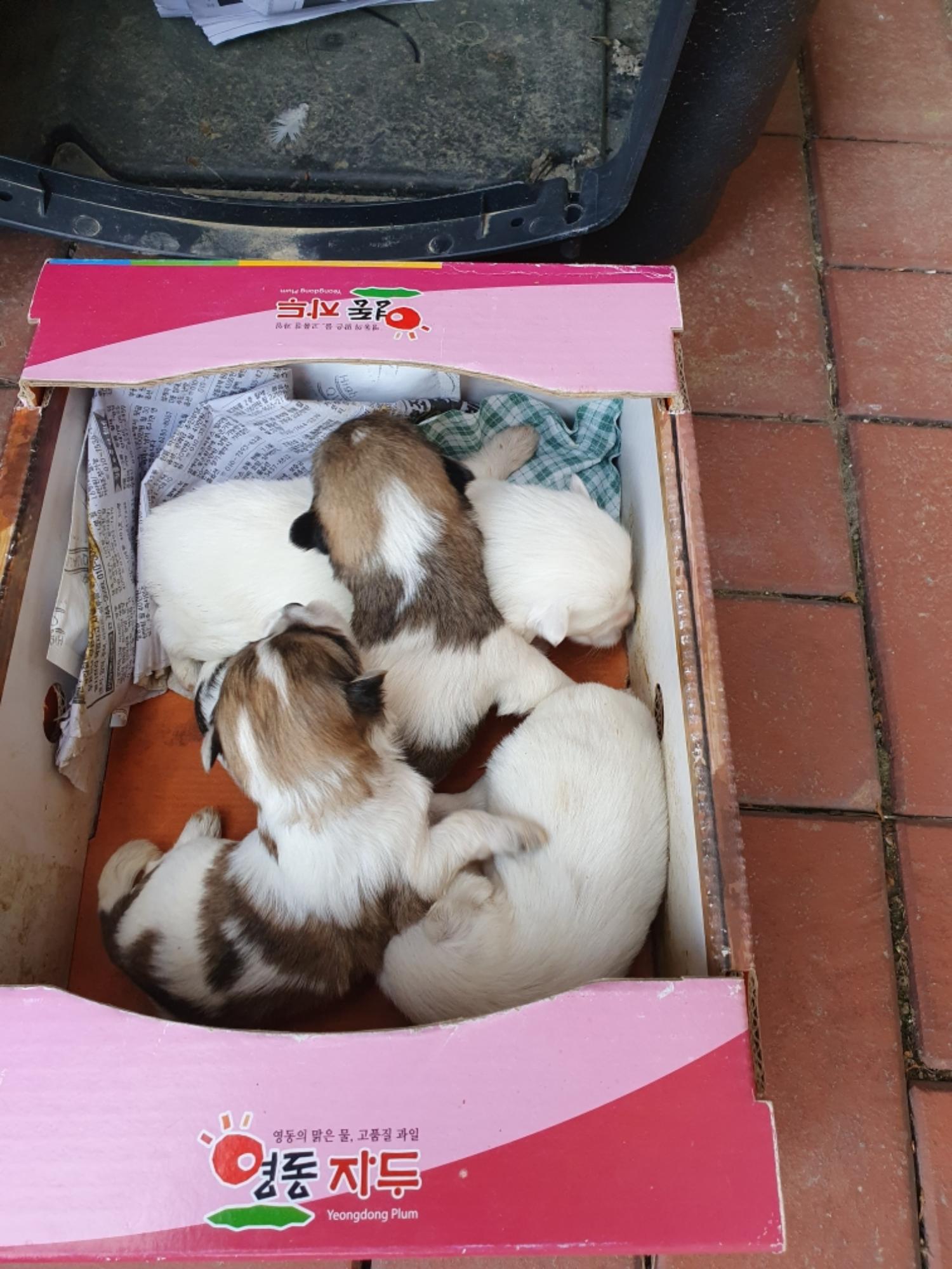 최종주동물병원_443444202300225