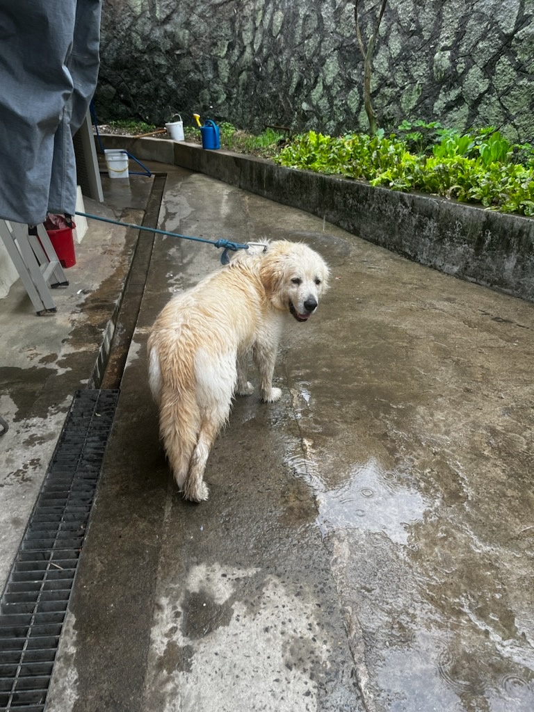 거제시유기동물보호소_448537202300394