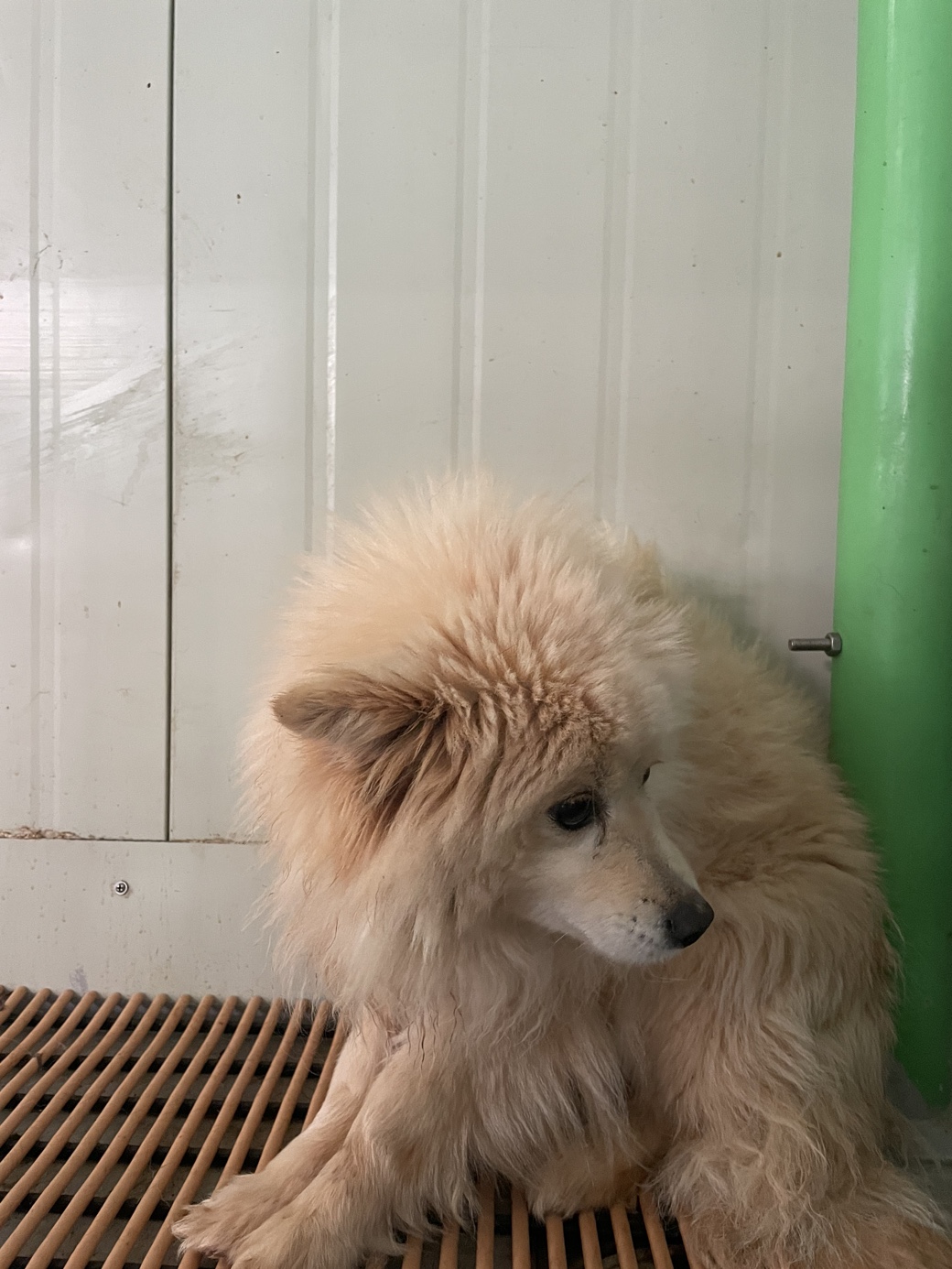 더나은동물병원보호소_445478202300092