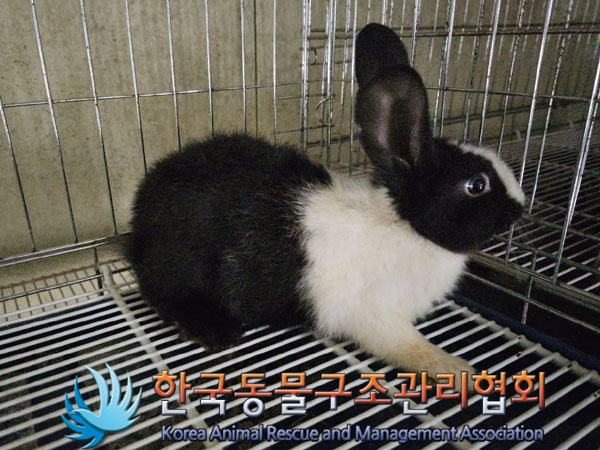 한국동물구조관리협회_441382202300274