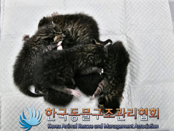 한국동물구조관리협회_441414202300280