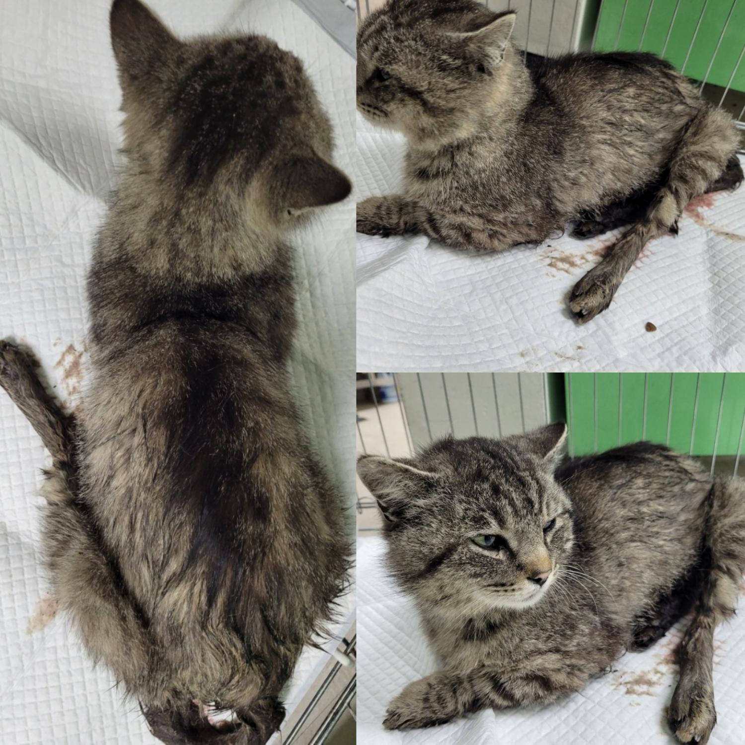 논산시 동물보호센터_444454202300160