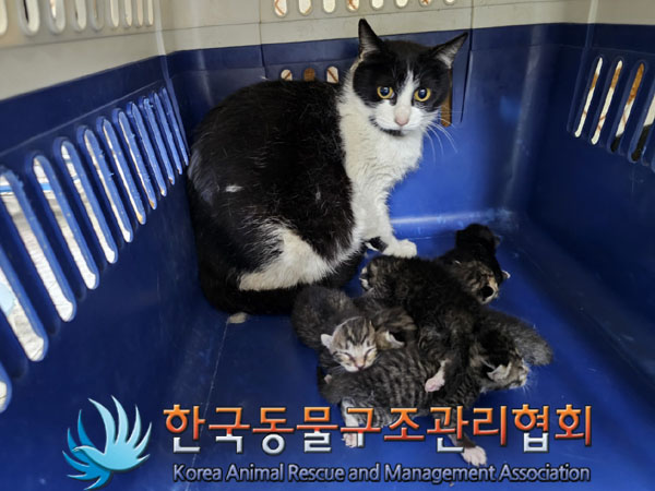 한국동물구조관리협회_441414202300279