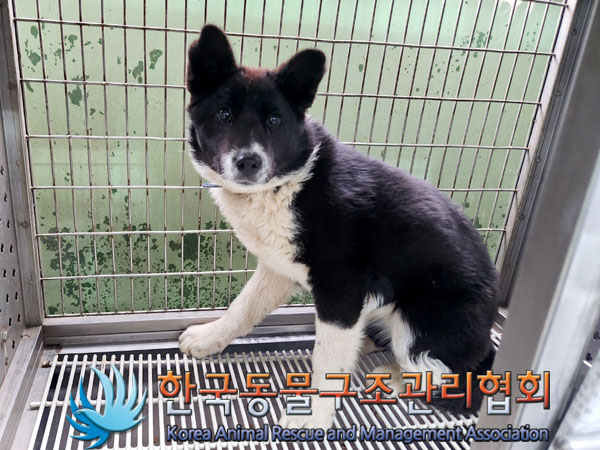 한국동물구조관리협회_441398202300132