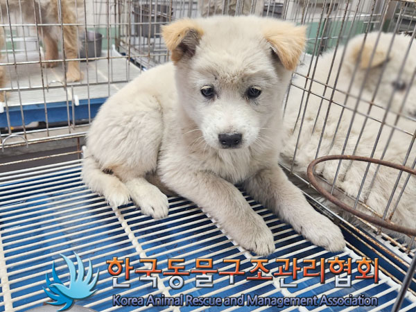 한국동물구조관리협회_441406202300528