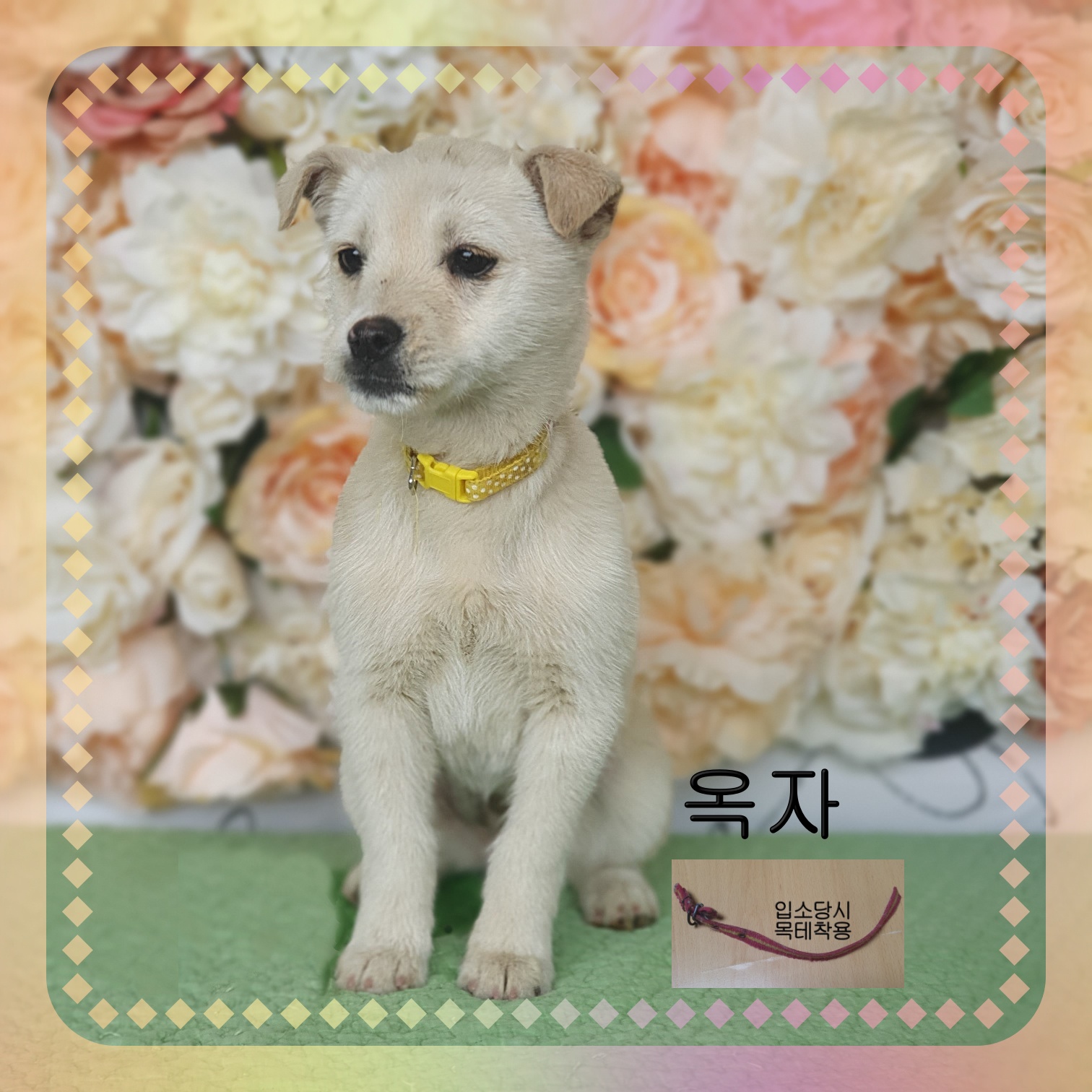 군산유기동물보호센터_445467202300608