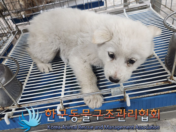 한국동물구조관리협회_441406202300525