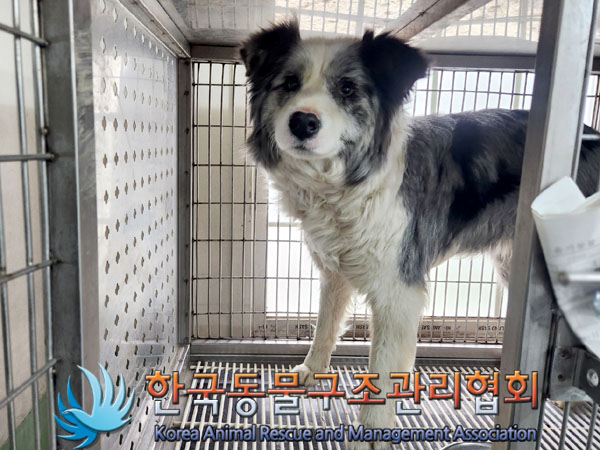 한국동물구조관리협회_441409202300575