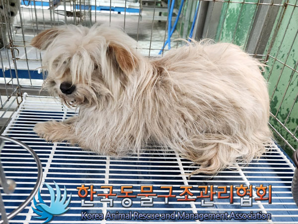 한국동물구조관리협회_441406202300523