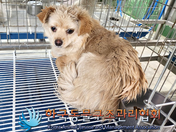 한국동물구조관리협회_441406202300524