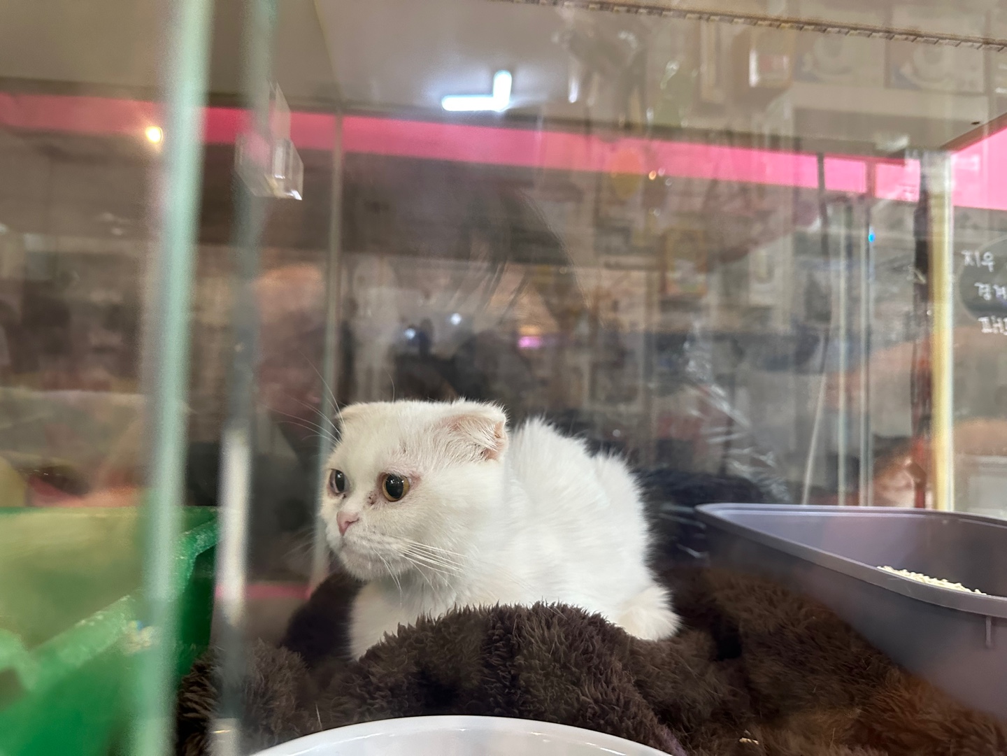 보호중 스코티시폴드…