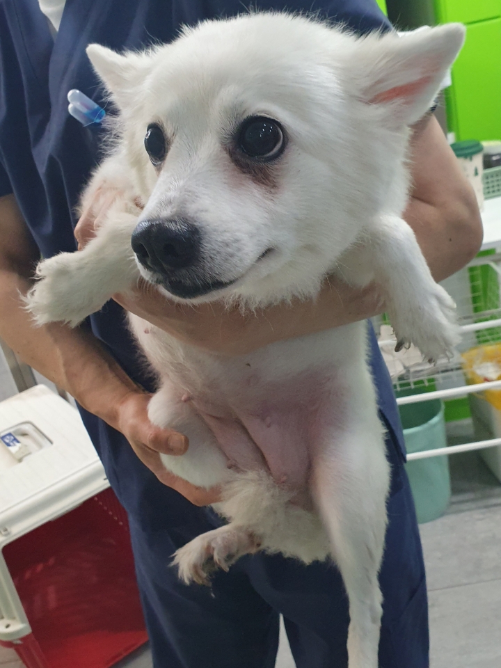 펫앤쉘터동물병원_441378202300594
