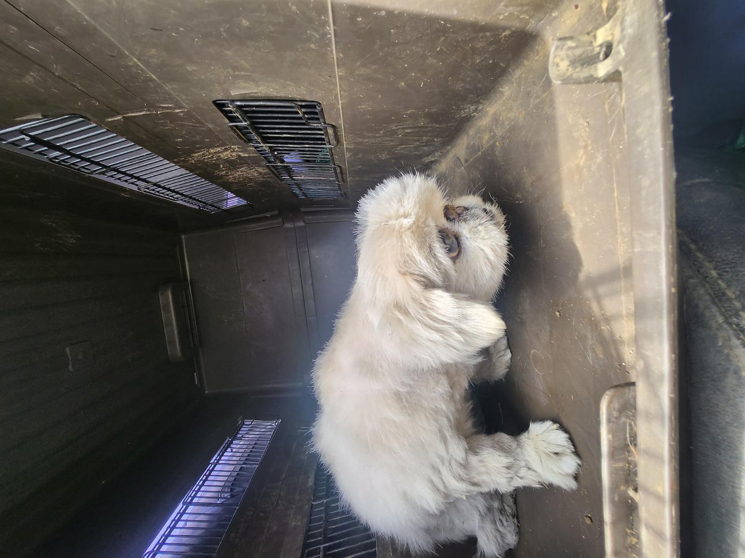 예산동물보호센터_444461202300285