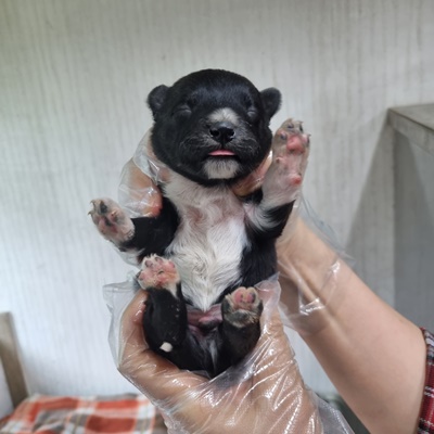 최동물병원_444462202300337