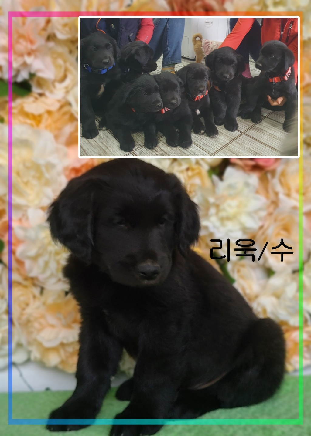 군산유기동물보호센터_445467202300610