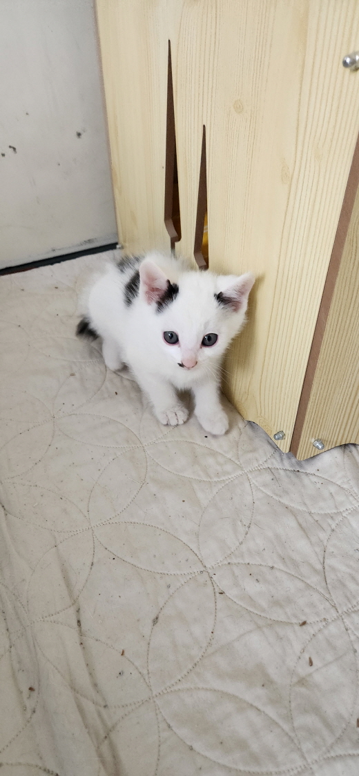 익산유기동물보호소_445468202300845