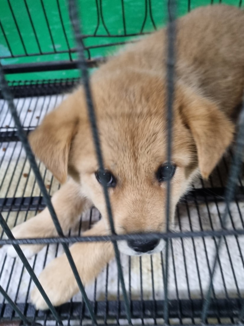 밀양시동물보호센터_448536202300864