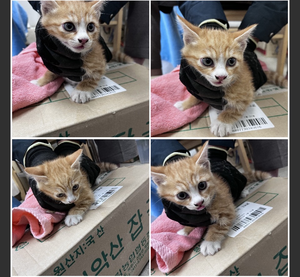 천안시유기동물보호소_444449202300892