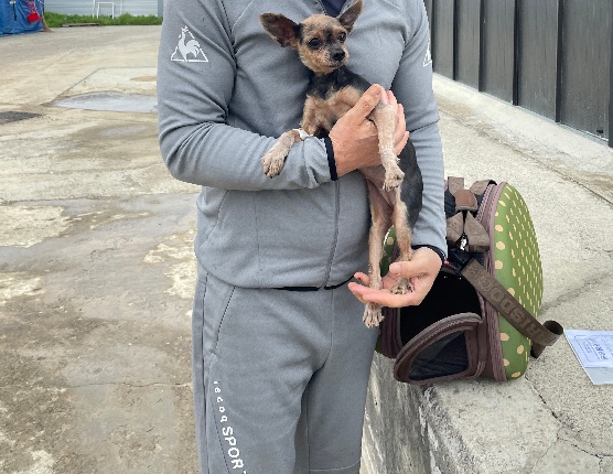 공주시 동물보호소_444450202300261