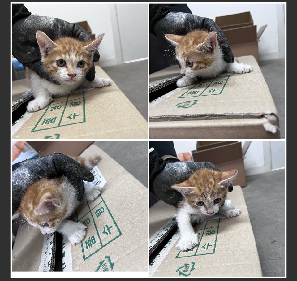 천안시유기동물보호소_444449202300891